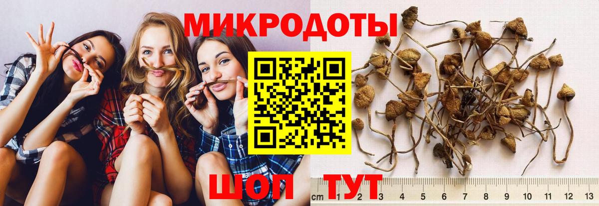 Псилоцибиновые грибы Cubensis Чехов